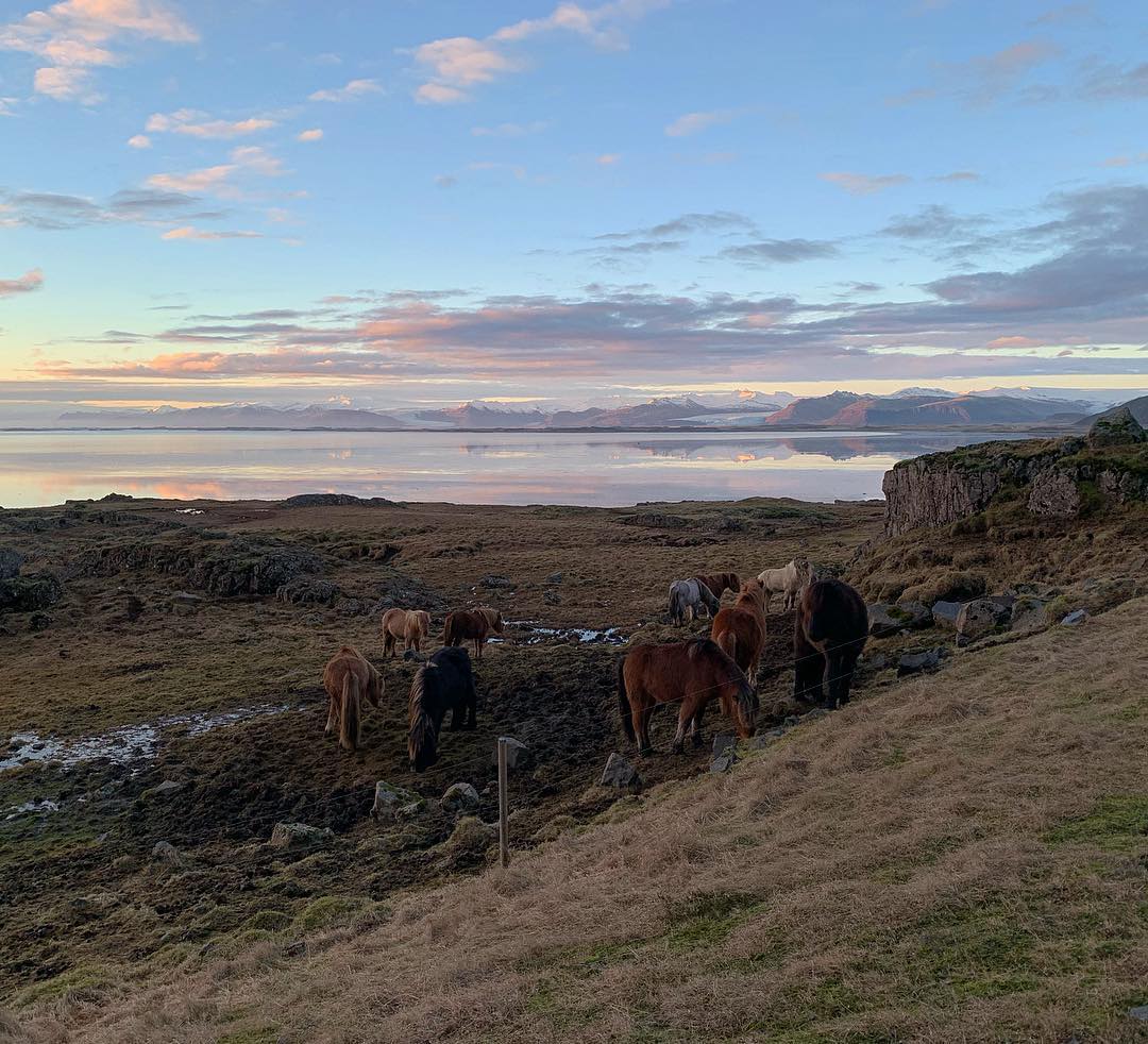 A group of horses beside a road in south-east Iceland.
